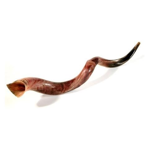 Shofar Kosher Yemenite Horn Polished Natural Showfar Schofar Chofar Antelope Gift Judaica Jumbo Big Cover