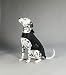 Kentucky - Hundemantel - Schwarz - M - 44-50cm