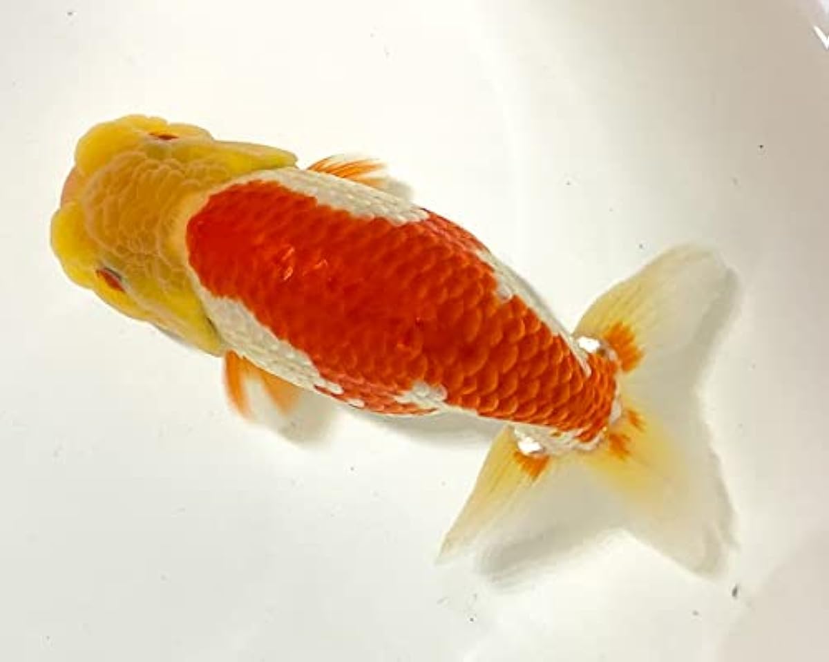 売上大特価 金魚 一点物 三上氏作 浜松らんちゅう 更紗 当才 1匹 生体 ノーブランド品 観賞魚 水中生物 通販 販売店 最強 Www Littleshopp Com 売上大特価 金魚 一点物 三上氏作 浜松らんちゅう 更紗 当才 1匹 生体 ノーブランド品 観賞魚 水中生物 通販 販売店 最強 Www Littleshopp Com