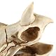 VOANZO Triceratops Skull-Modell-Replika, Dinosaurier-Zahnschädel, Fossil, Fotografie-Requisiten, Lehrwerkzeug, Heimdekoration