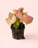 PUR PLANT Syngonium Neon Pink | Planta Natural Rosa Decorativa | Planta de Interior Tropical | maceta de Ø12 cm