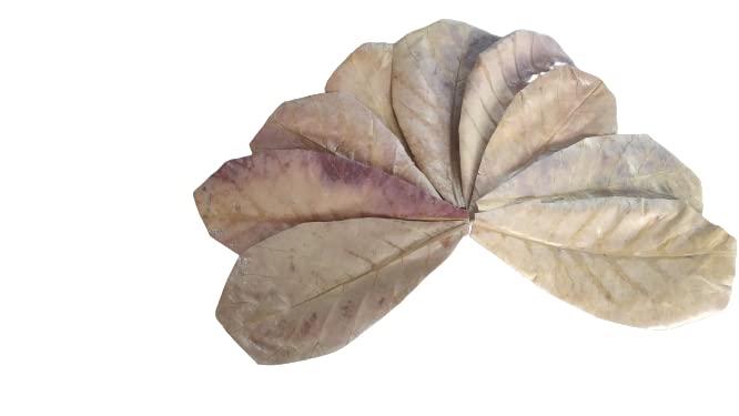MAGI Indian 25 Natural Dried Almond Leaves, A+ Catappa, Ketapang for Betta Shrimp Discus Tetra Crab for Aquarium and Medicinal use, Small Size