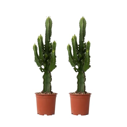 Plant in a Box - Euphorbia Eritrea - Set de 2 - Cactus - Planta de interior - Maceta 17cm - Altura 50-60cm