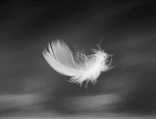 Bulk Goose Down Feather Stuffing & Fill – Hypoallergenic Pillow Filling, Repair, Restuff, Fluff for Couch Cushions, Comforters, Jackets5/95-1Lb DIY