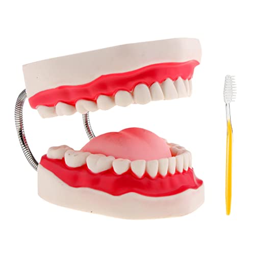 Dents de démonstration de typodont d'étude 6x élargi pour grand confort visuel