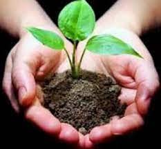 Image of Organic Single Super Phosphate (SSP) Essential Fertilizer All Purpose for Fruiting and Flowering Plants 880gm