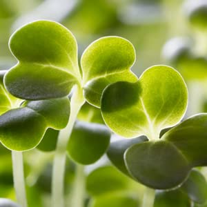 Broccoli Sprouting Seeds | Grown in USA | Non GMO | from Our Farm to Your Table (1/4 Pound)