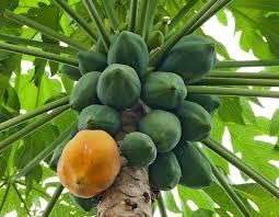 See full amazon price history chart for Mphmi Live Plants Nursery Garden Papaya, Papita (Hybrid)- Plant (Plant Height 4 inches, Pack of 1 Papaya Plant) Mphmi Live Plants Nursery Garden Papaya, Papita (Hybrid)- Plant (Plant Height 4 inches, Pack of 1 Papaya Plant) (B0BTYSFDHR) Amazon Price History, Amazon Price Tracker