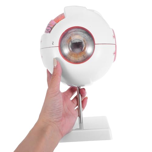 Modèle d'œil humain agrandi 6X détachable avec coupe anatomique précise