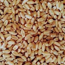 Sampada Agritech | Brown Wheat Seeds | Hi 8759 (Puja Tejas) Wheat Seeds for Sowing, Farming & Agriculture | 10 KG 2