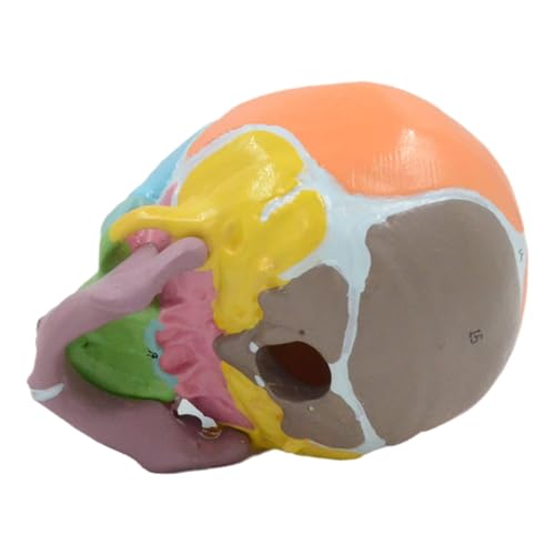 Image of Life Size Baby Head Skeleton Model, Number Coded Anatomical Baby Head Skull Model for Diseases Study, Lecture Report