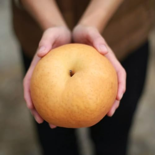 [\̔]His{Yj2kg ƒp OsY G߂̂CZbg