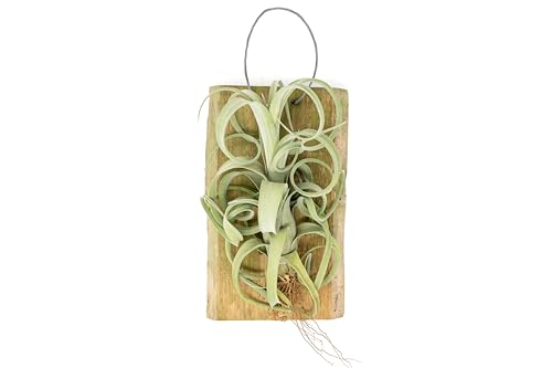 Tillandsia Curly Slim Mounted on Cedar Plank