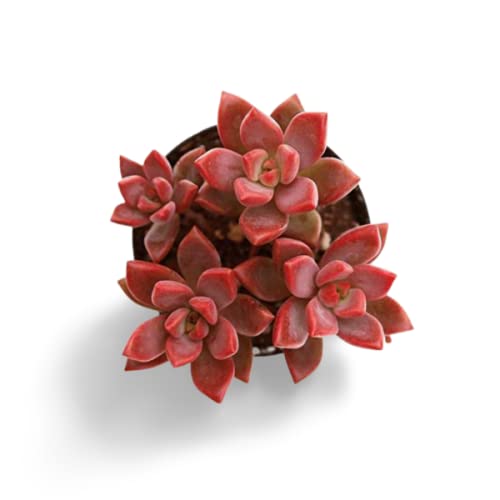 OhhSome Succulent Plant Flora Live Graptosedum-Vera-Higgins-Alpenglow Pet Friendly Plants Indoor - |House|Indoor|Bedroom|Table|Living Room|Office Decoration Gift (Healthy Plant) (B09K4F6PSR) Amazon Price History, Amazon Price Tracker