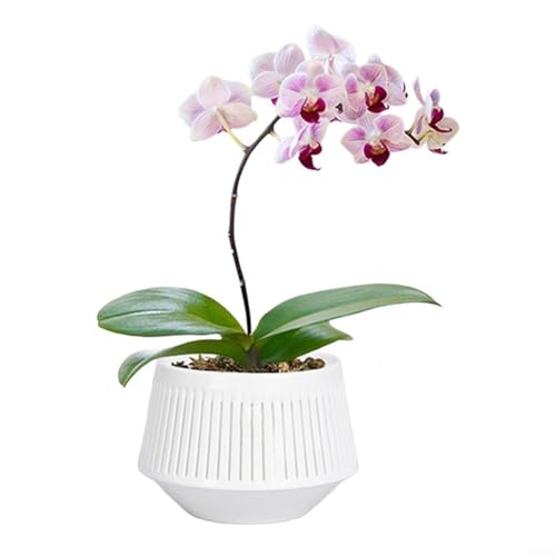 Aprilsunnyzone Maceta de doble capa con sistema de flujo de aire para interiores y exteriores, agujeros de drenaje de plantas, para control de raíces de orquídeas, maceta de jardín