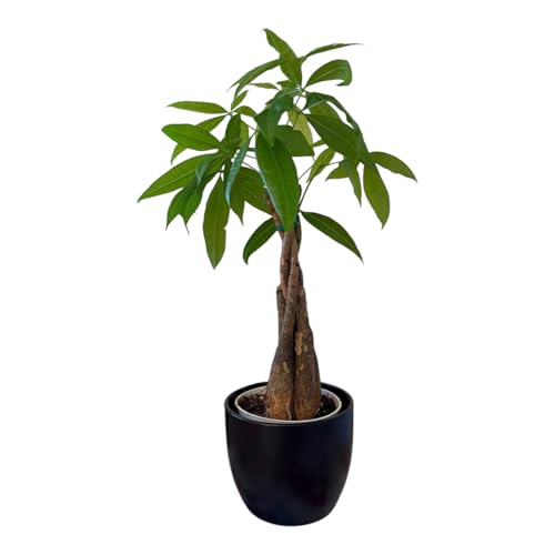 Image of Money Tree Live Plant | 14-22 Inches Tall Bonsai | Easy to Grow Indoor Houseplant | Home, Office, or Room Decor | Birthday, Housewarming Gift (Black)