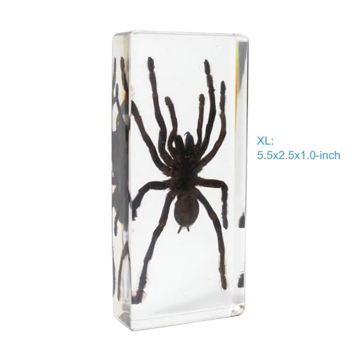 Image of Taxidermy Spiders, 2pcs Tarantula and Noble Spider Specimens in Resin for Closer-Look & Study in Safe Healthy Manner, for Classroom Home Office Desk Ornament Paperweight (X-Large Size 2pcs)