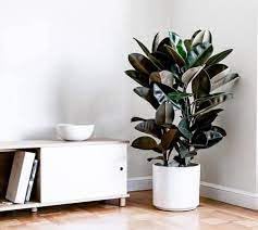 See full amazon price history chart for Rubber plant indoor live plant big size with pot // with pot big size live plant of rubber plant live (Pack of 1) Rubber plant indoor live plant big size with pot // with pot big size live plant of rubber plant live (Pack of 1) (B0CP3SX9L1) Amazon Price History, Amazon Price Tracker