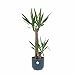 KENTIS - Yucca - Tronchetto della Felicità - Piante Vere Grasse Succulente da Interni - Pianta Ornamentale da Appartamento - H 80-90 cm Vaso Ø 19 cm immagine