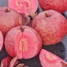 Image of ZXXYANBI Black Diamond Guava Layering /Grafted Fruit Live Plant (Height 1.5-2 Feet) rare and exotic fruiting tree, Fruits After 6 Month, sweet, aromatic pink-red flesh, 1 Healthy Plant For Home Garden