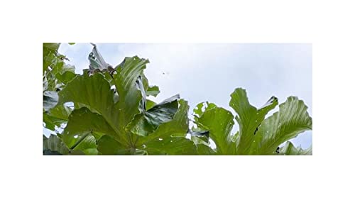 Stk - 10x Cecropia polystachya Weier Ameisenbaum Garten Pflanzen - Samen  ID1178 - Seeds & Plants Shop by Ipsa : Amazon.de: Garten