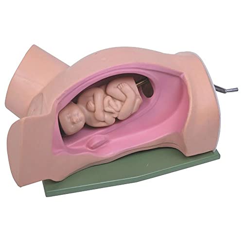 schGea Modelo de enseñanza, Modelo de enseñanza de maniquí – Modelo de Entrenamiento de partería de Parto de Pelvis Femenina con bebé – para exhibición de Estudio de demostración médica