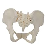 Jorzer Weibliche Beckenmodell Lebensgröße Flexible weibliches Becken Skelettmodell wissenschaftliches Anatomie -Modell für Hebamme in Geburtshilfe, Gynäkologie, Gynäkologie