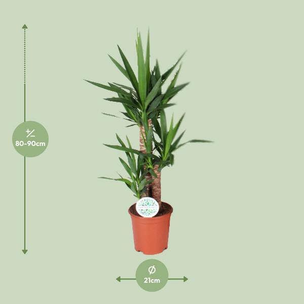 Palmlilie Yucca ca. 90 cm hoch Zimmerpflanze Ø21 cm ca. 90 cm
