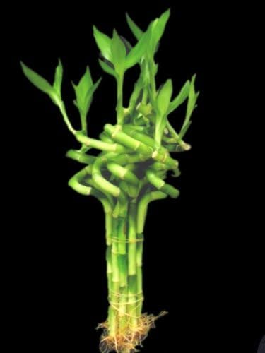 Live Lucky Bamboo Plants, 6 Inch Spiral Stalks, 10 Count 1 Bundle