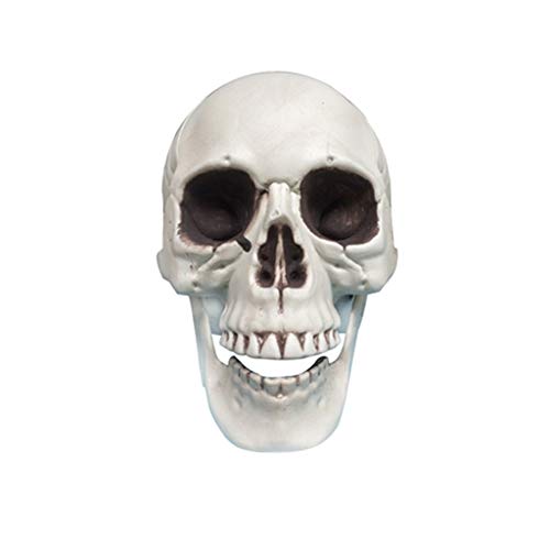 YUYOUG 2019 Fashion Realistic Resin Human Skull Model Replica for Anatomical Tracing, Medical Training, Halloween Party, Size S-XL (White, XL)