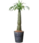 Amazon|Botanical life+ フェイクグリーン 観葉植物 光触媒 日本製 消 Amazon|Botanical life+ フェイクグリーン 観葉植物 光触媒 日本製 消