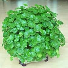 Live Pilea Peperomioides Plant with Small Yellow Blooms, Chinese Money Plant...-image-27