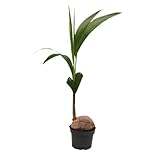 Echte Kokospalme - Cocos nucifera - mit echter...