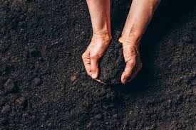 Black soil | Fertilizer for Plants (B0CH86V3FL) Amazon Price History, Amazon Price Tracker