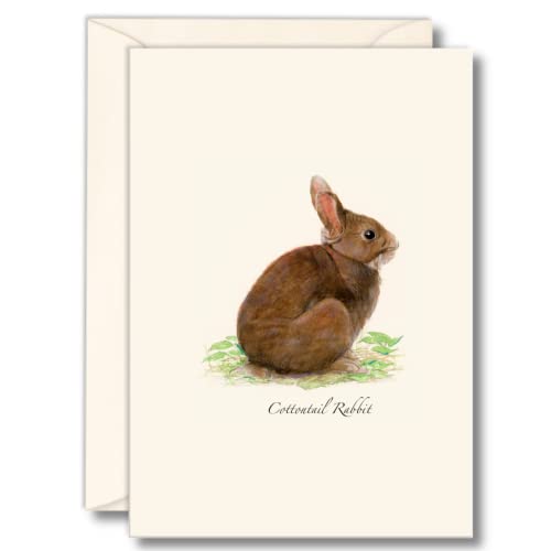 Image of Earth Sky + Water - Cottontail Rabbit Notecard Set - 8 Blank Cards with Envelopes
