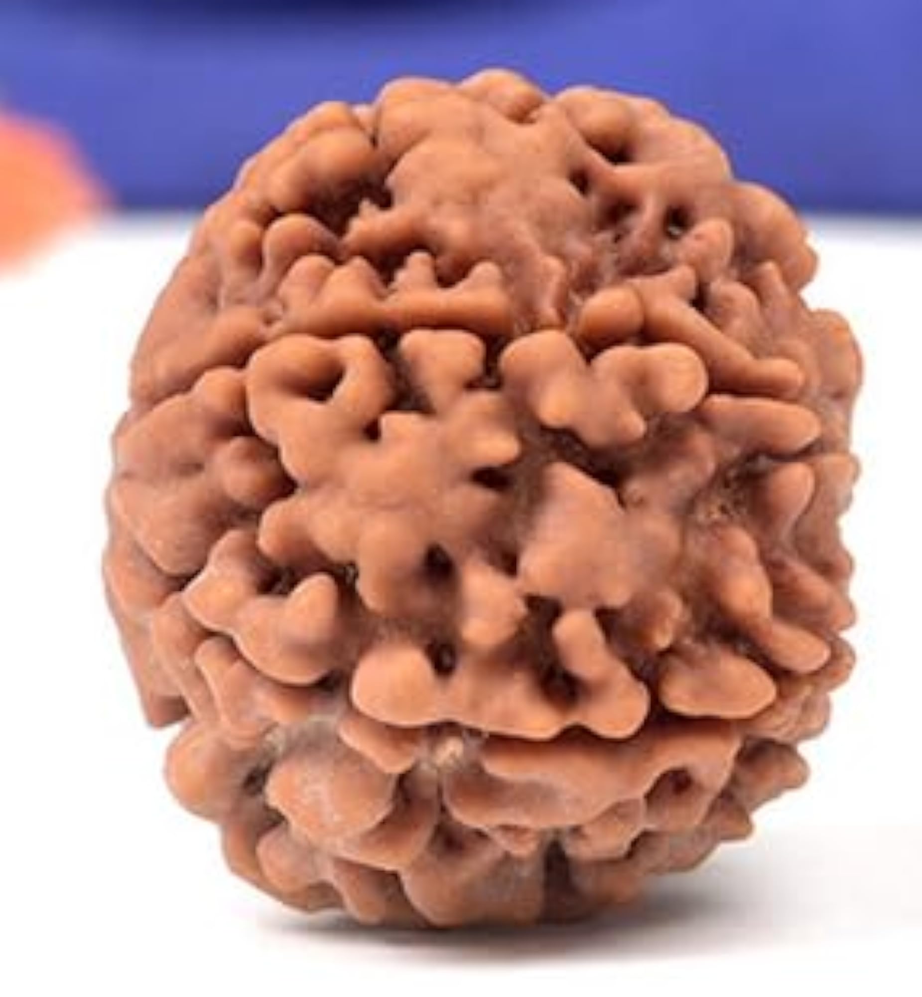 6 Mukhi Rudraksha Original Nepali Beads