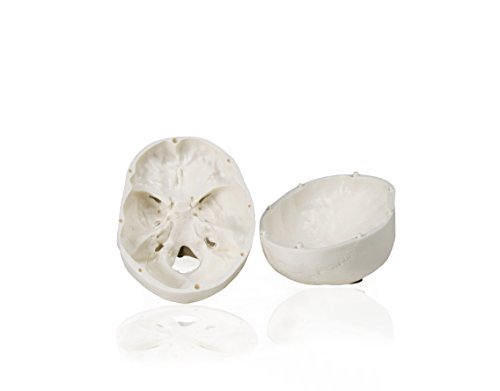Walter Products B10219 Human Skull Model, Half Size, 3 Parts, 4 X 3 X 4 Inches #TOP2