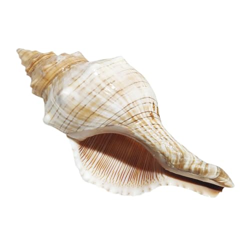 MUSISALY Concha Natural de Caracola Creativa para Decoración de Peceras y Acuarios, Bordes Lisos, Tamaño 9-12 Cm, Decoración Artesanal para Hogar, Jardín y Manualidades Marinas