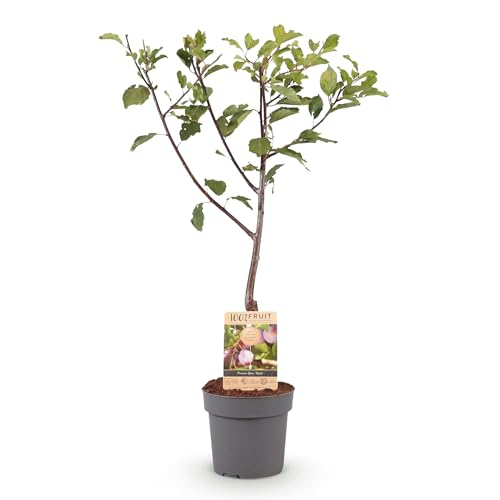 GreenboutiQ - Obstpflanze - Pflaumenbaum - Prunus domestica Opal - Gelb Rote Frucht - Topf 21cm Höhe 90cm