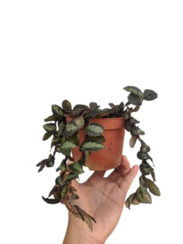 Ashokavanam Wavy Watermelon Begonia Hanging Plant (Pellionia repens) (B09G1GB95K) Amazon Price History, Amazon Price Tracker