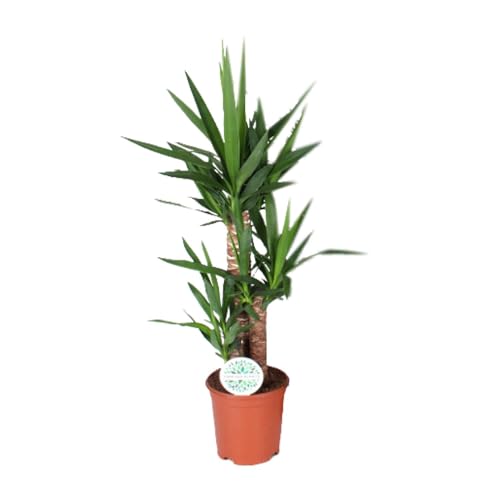 Yucca - 80-90cm - Ø21cm - Plante d'intérieur - Vert persistant