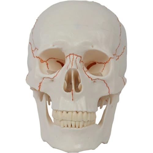 Matériel d'anatomie médicale et décor cimetière extérieur