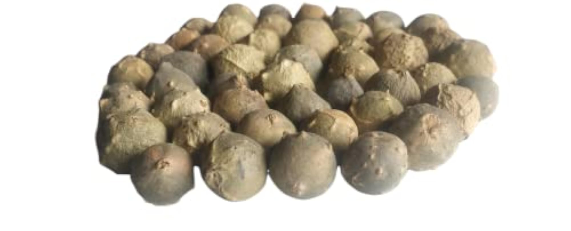 Ayushiv MAJUPHAL (QUERCUS INFECTORIA) - MANJAKANI - OAK GALL - GALLNUTS