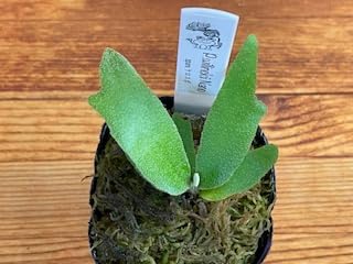 ✨P. willinckii ‘Nano’ spore ビカクシダ　ナノ　スポア ☆ P. willinckii 'OMG' × 'Nano' spore grown 葉の形は持ってる