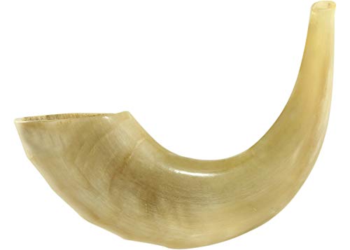 Ram Horn Shofar Polished with Natural Colors - Professionally Tuned and Tested 16