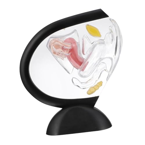 Holibanna Anatómico de Útero Transparente de PVC Estructura Visible del Sistema Reproductor Femenino Herramienta para Enseñanza de Anatomía y Fisiología