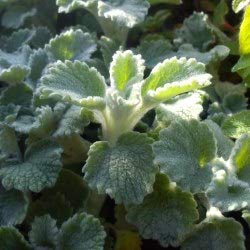 Marrube blanc Marrubium vulgare ! (lot de 3 pieds) Cover