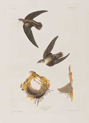 Póster de lienzo de John Audubon para decorar el hogar y dar vida a tu dormitorio de 60x90cm