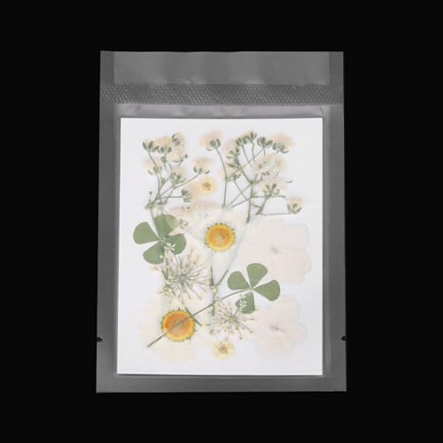 Flores Secas Prensadas PATIKIL Pack de 10 Pcs Blanco miniatura 4