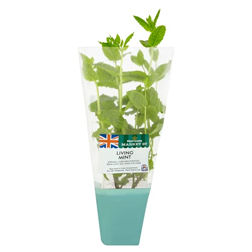 Morrisons Living Mint Leaf Pot 260g